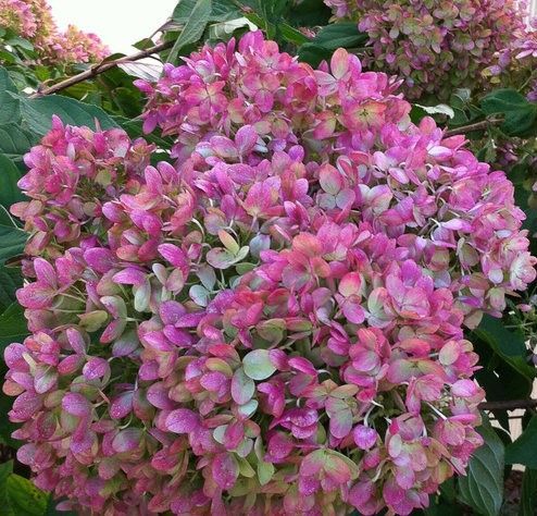 Pink hydrangea blossoms with green leaves in a garden