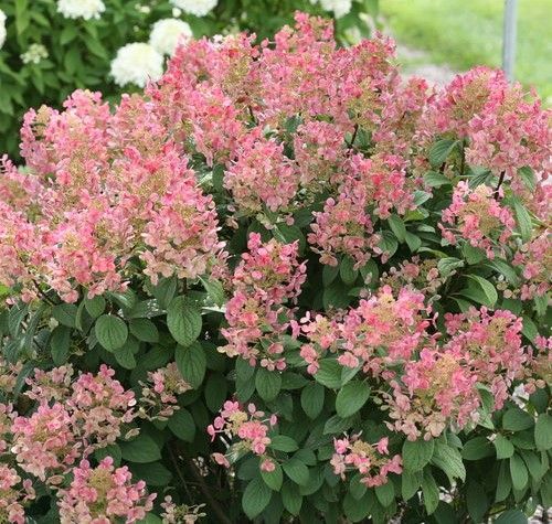 Pink flowering shrub with clusters of blossoms and green leaves in a garden
