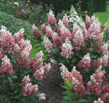 Pink and white flowering shrubs blooming in a garden bed