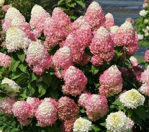 Pink and white hydrangea blooms in a garden bed