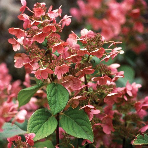 Close-up of pink flowering plant with green leaves