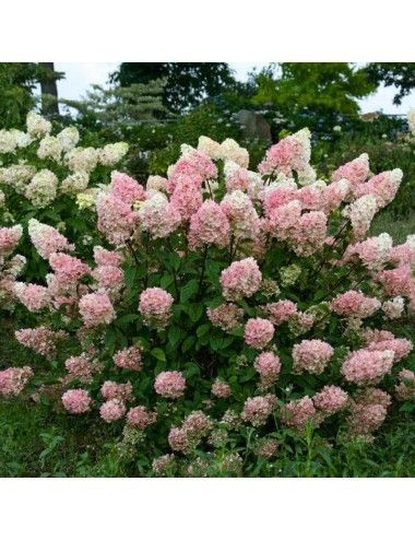 Pink and white hydrangea bushes in full bloom in a garden
