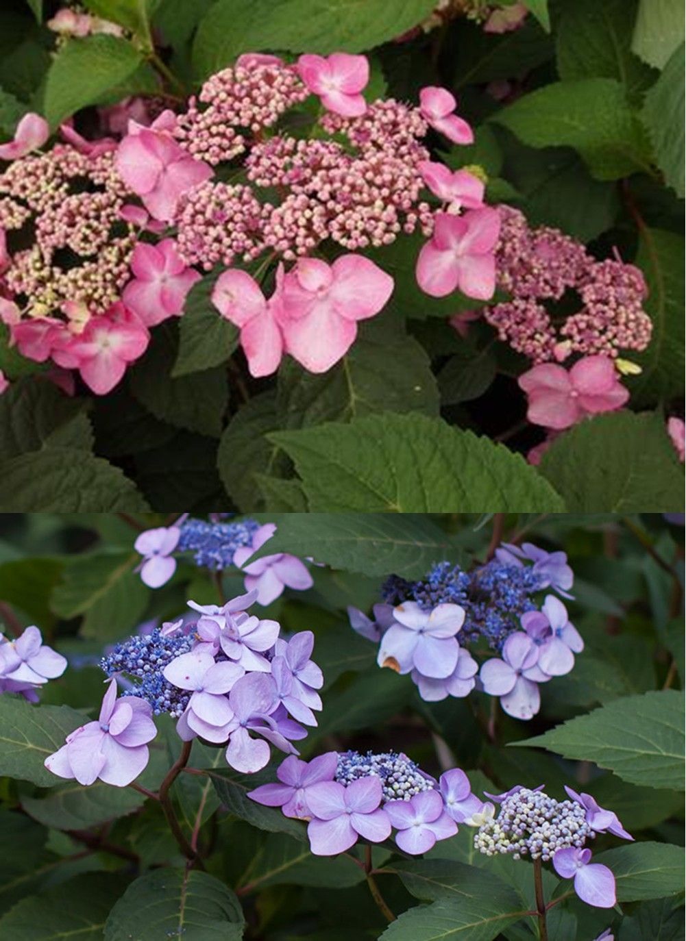 Pink and blue hydrangea blossoms among green leaves in two stacked close-up photos