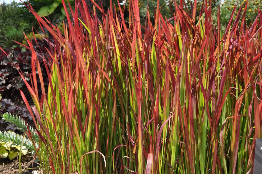 Tall red and green ornamental grasses in a garden bed