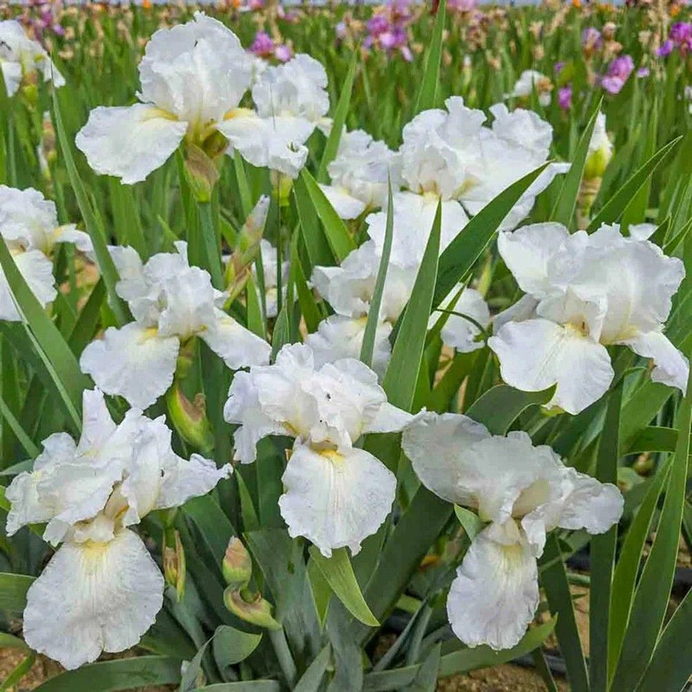 White iris flowers blooming in a garden bed with green leaves and pink flowers in the background