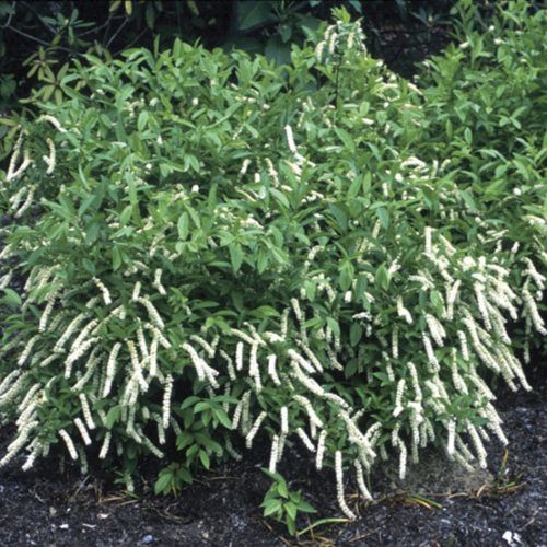 Dense green shrub with many white flower spikes in a garden bed