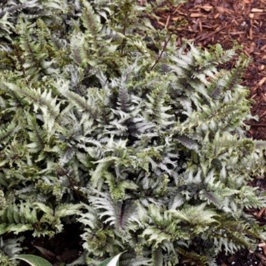 Dense silver-green fern foliage filling the frame