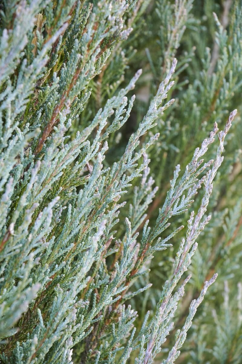 Close-up of frosted green conifer branches with white frost crystals