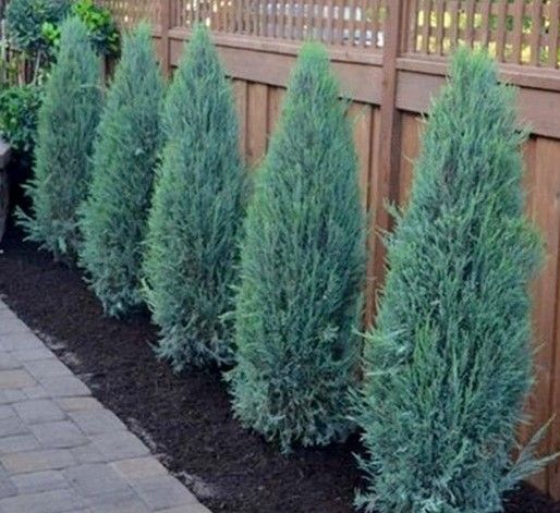 Row of small green evergreen shrubs planted along a wooden fence beside a paved path