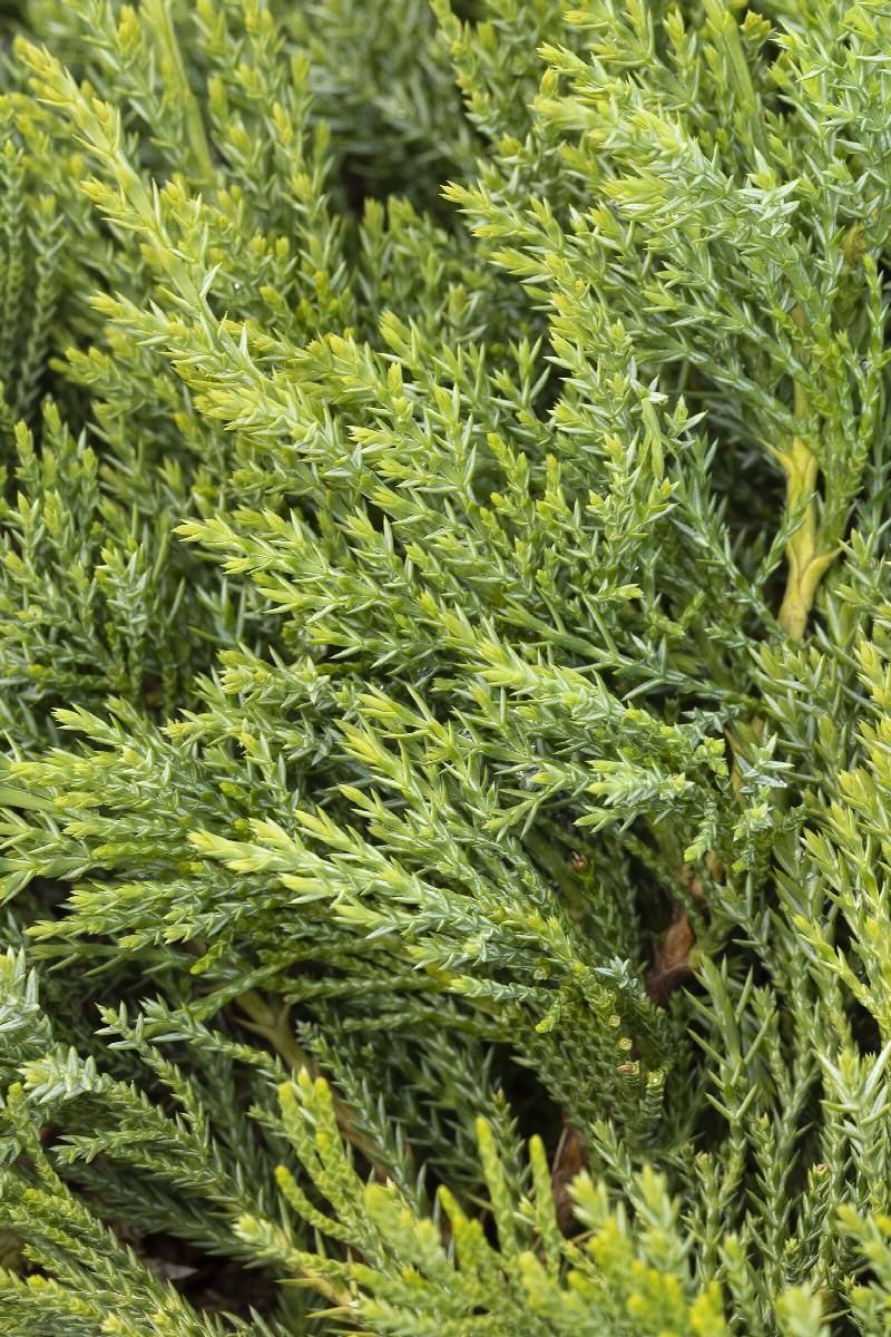 Dense green evergreen foliage filling the frame