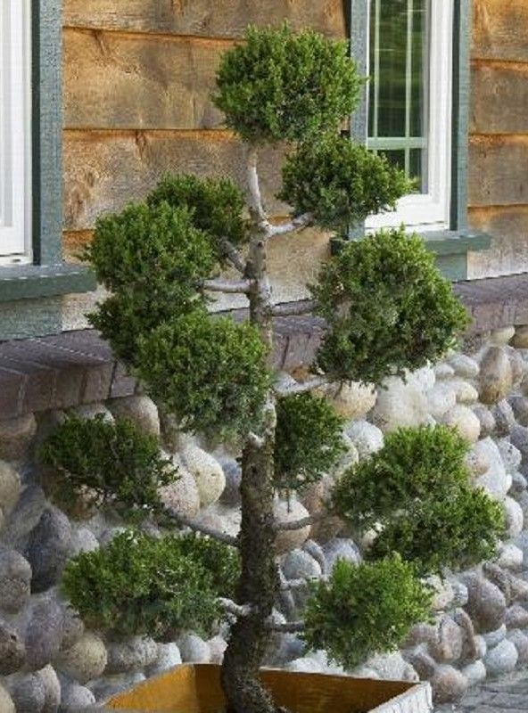 Trimmed ornamental tree with round green foliage in a garden beside a stone wall and window
