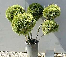 Potted ornamental topiary with five green, spherical foliage clusters against a gray wall