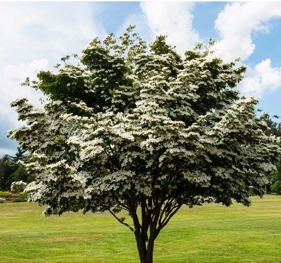 Small tree with white blossoms in a grassy field under a partly cloudy sky