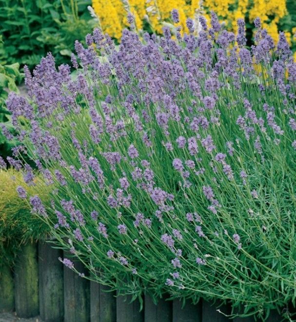 Lavender plants with purple blooms leaning over a wooden garden border, with yellow flowers in the background