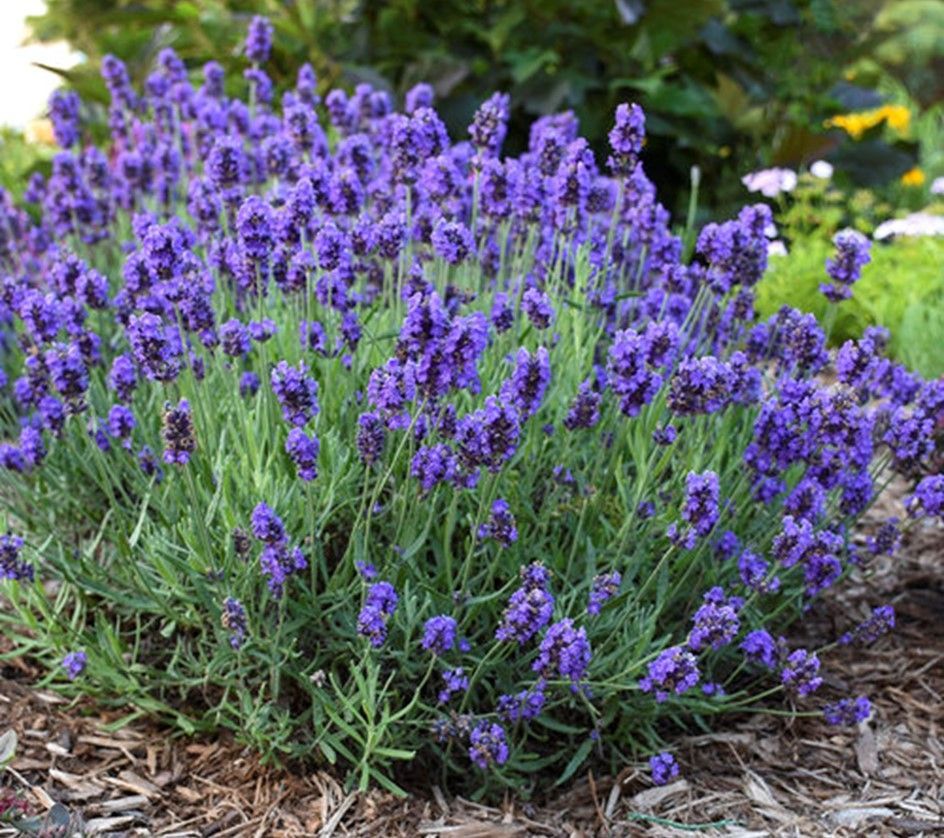Purple lavender flowers blooming in a garden bed with green foliage and mulch