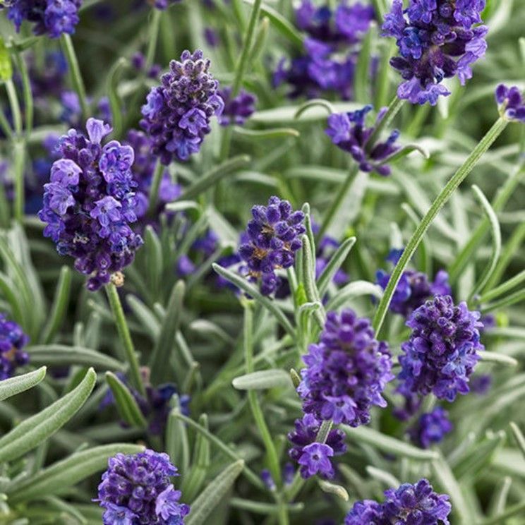 Purple lavender flowers with green stems in a close-up garden view
