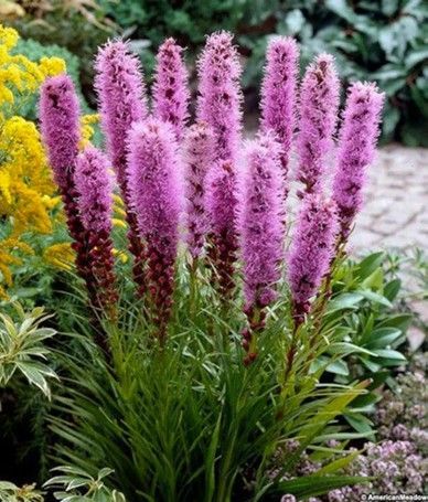 Pink-purple flower spikes in a garden bed with green foliage and stone path background