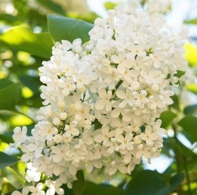 Cluster of white lilac blossoms with green leaves in sunlight