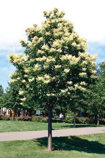 Flowering tree in a park beside a paved path under a blue sky.