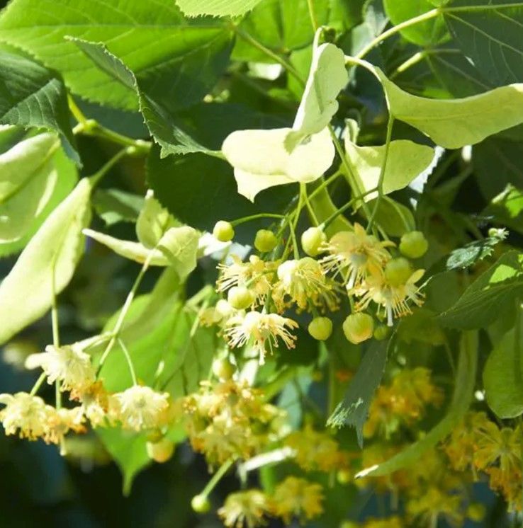Yellow-white blossoms hanging among green leaves on a tree branch