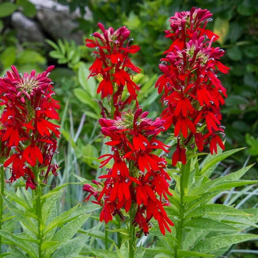 Bright red flowers blooming among green foliage in a garden