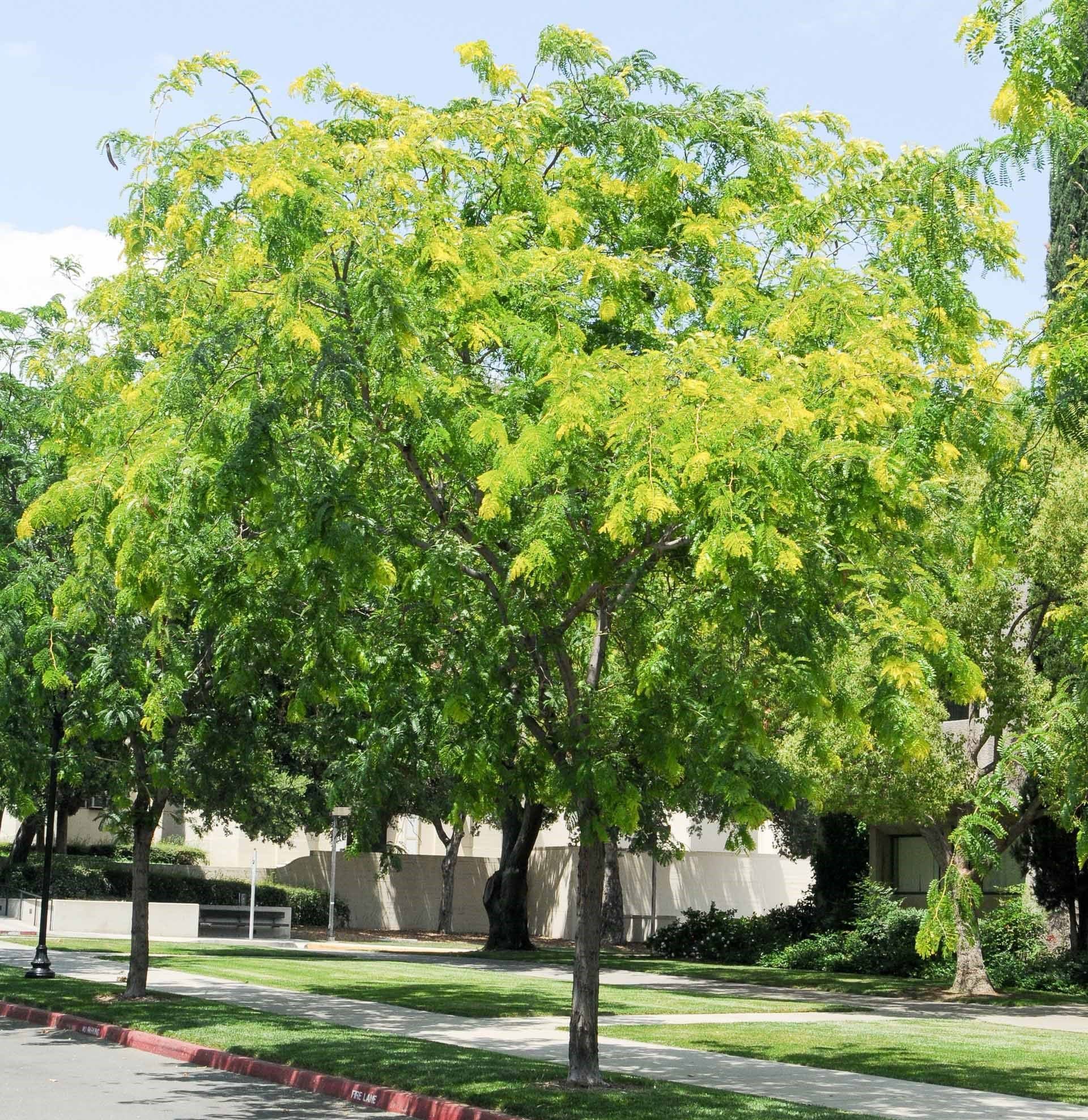 Sunlit green trees along a quiet suburban street with sidewalk and curb.