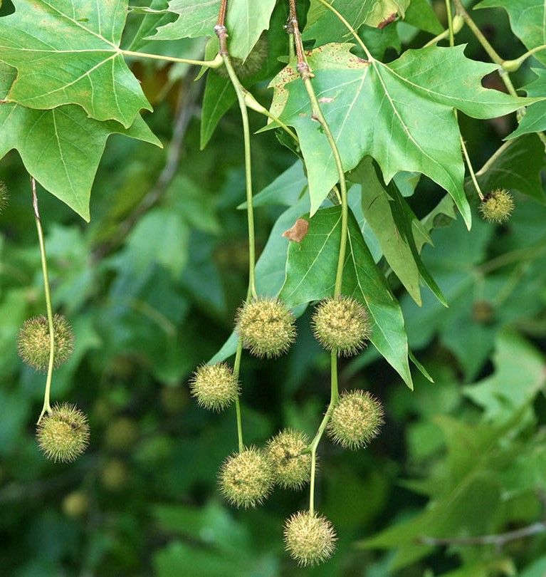 Green leaves and dangling spiky seed balls on a tree branch against a leafy background
