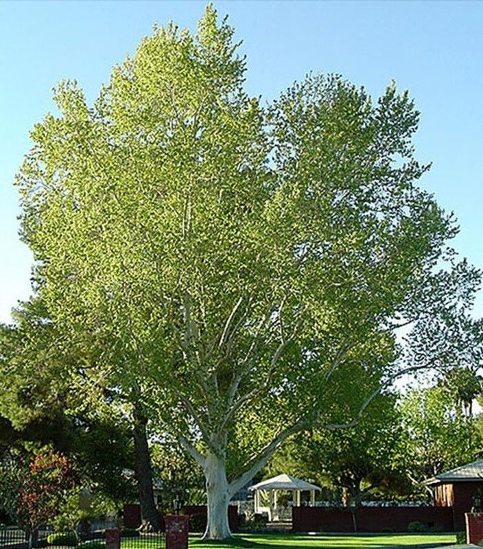 Large leafy tree in a sunny residential yard with a blue sky and houses in the background