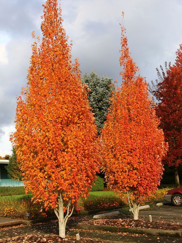 Two bright orange autumn trees in a yard beside a road