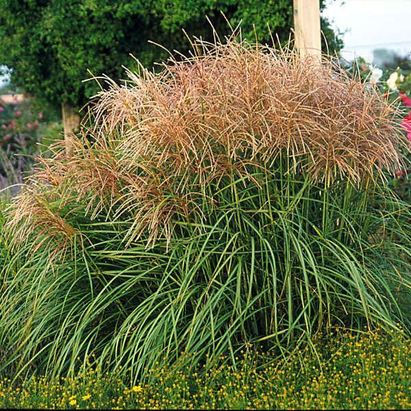 Ornamental grass clump with green leaves and feathery tan plumes in a garden bed