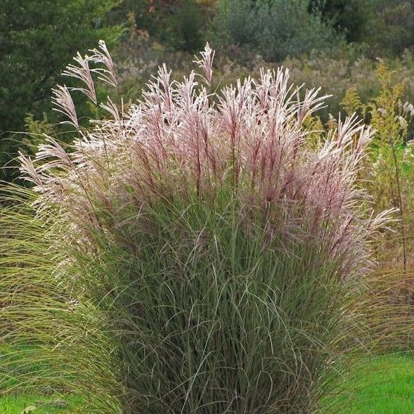 Tall ornamental grass with pink feathery plumes in a garden setting
