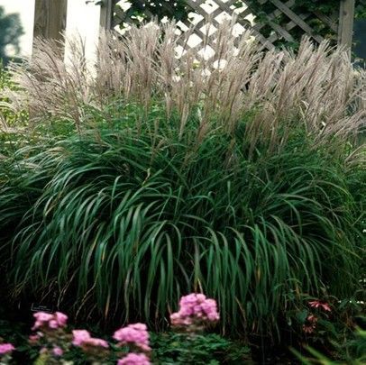 Feathery white fountain grass swaying in a garden bed, with green foliage below
