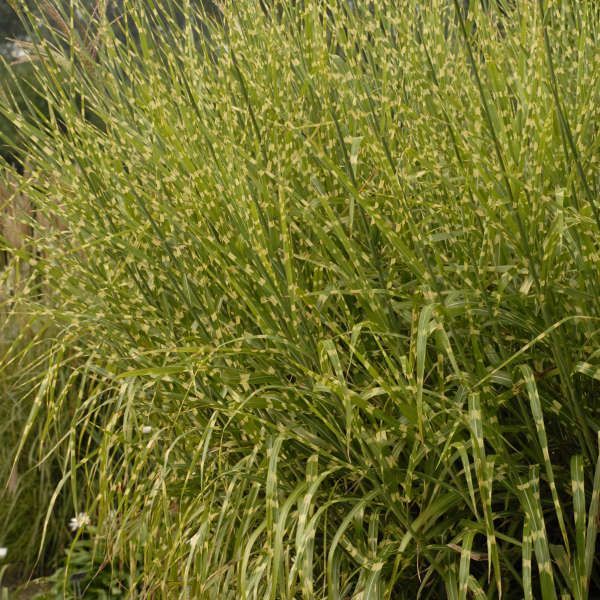 Dense clump of green ornamental grass with long narrow leaves and seed heads in sunlight