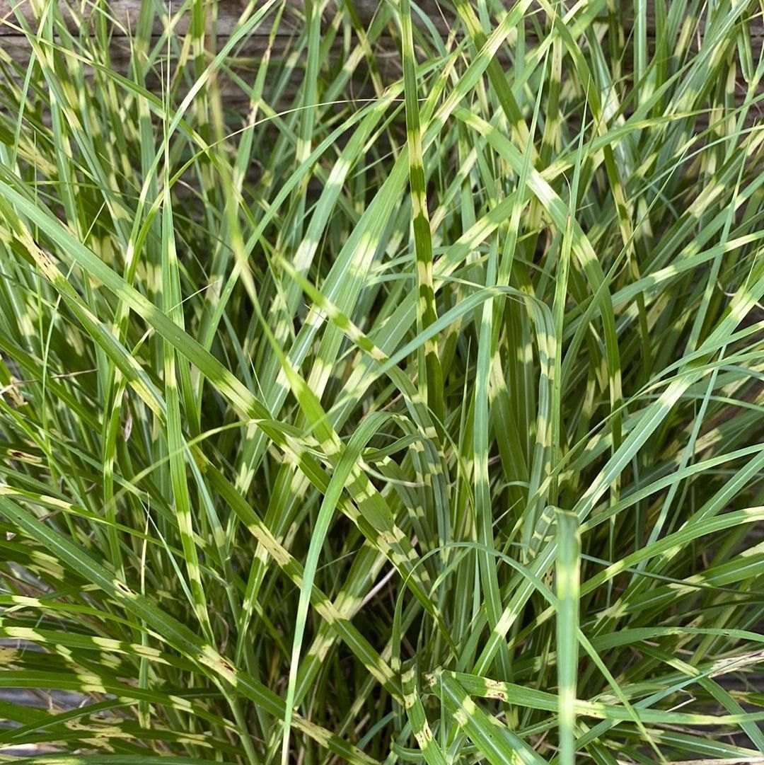 Dense green grass blades filling the frame with patches of yellow-green foliage