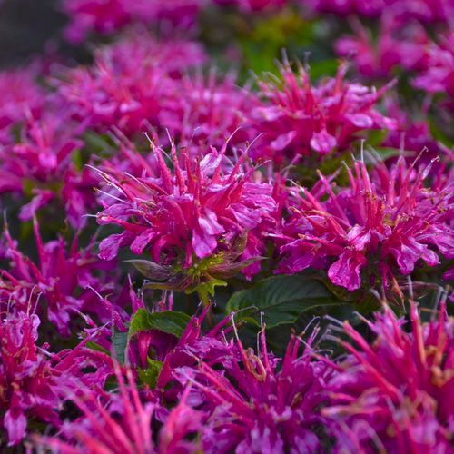 Bright pink flowers bloom densely in a garden close-up.