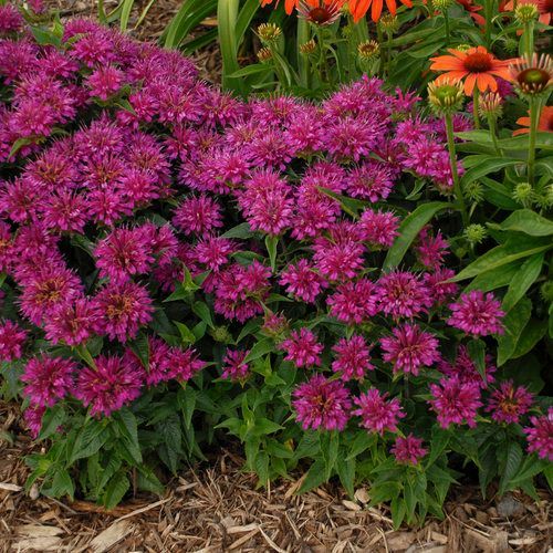 Dense cluster of magenta flowers with orange blooms and green foliage in a garden bed