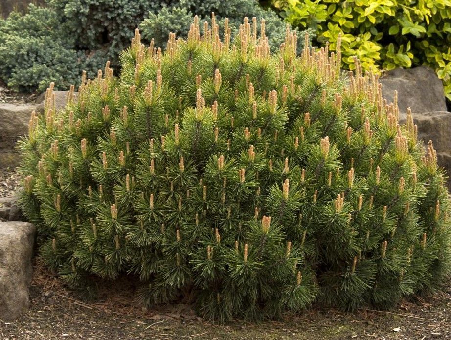 Round green shrub with yellow-tipped new growth in a landscaped garden bed.