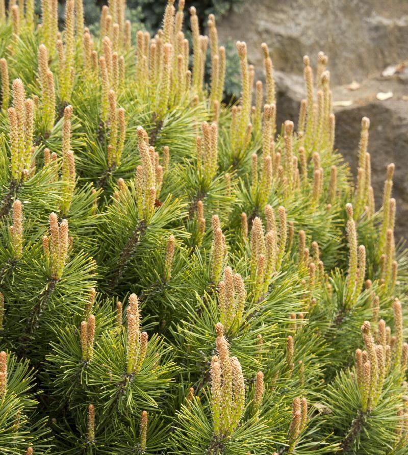 Dense green pine shrub with many pale yellow new shoots against a rocky background