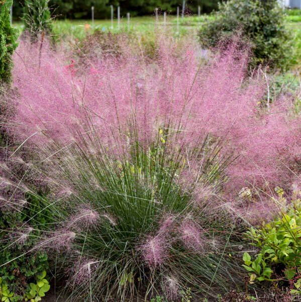 Pink fountain grass in bloom in a garden, with feathery plumes and green foliage