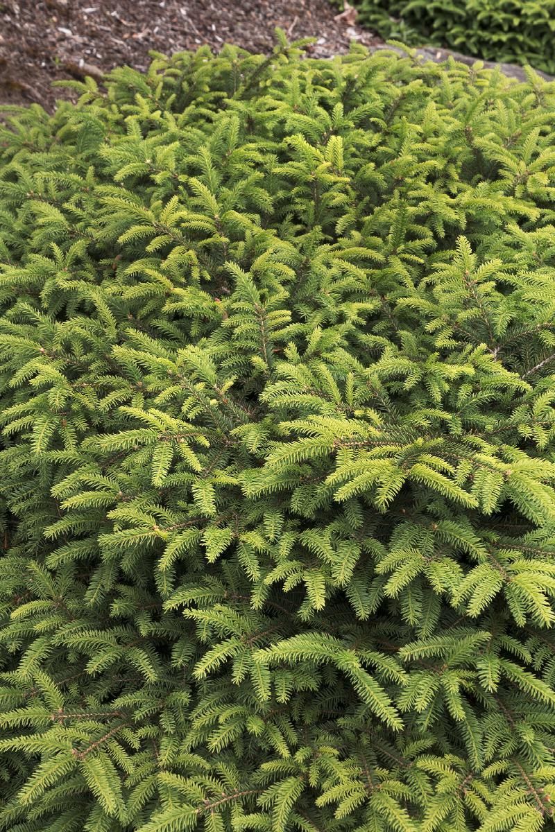 Dense green shrub with feathery foliage in a garden setting