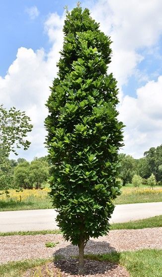 Tall, narrow green ornamental tree in a landscaped roadside setting under a partly cloudy sky