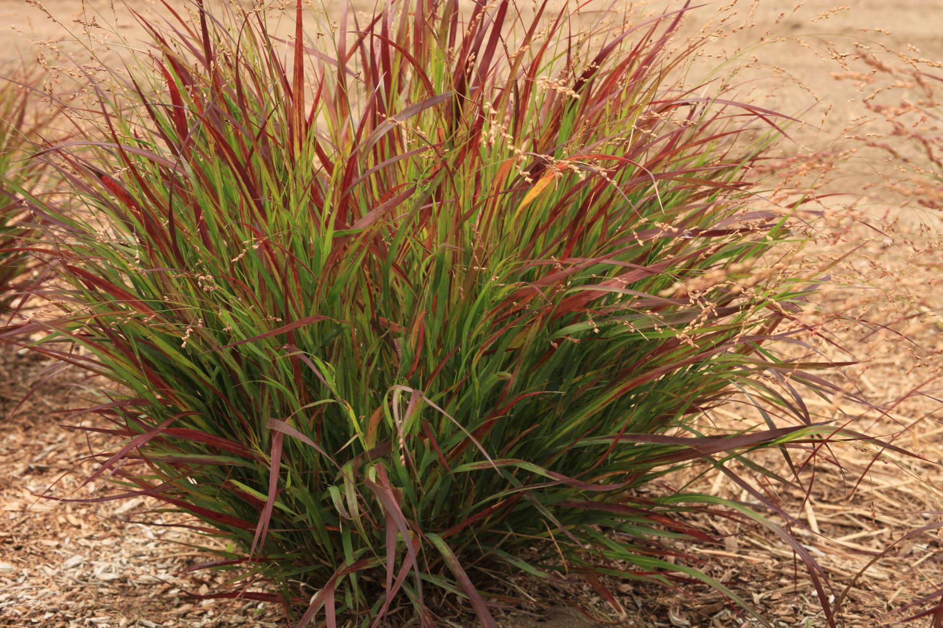 Tuft of green and reddish ornamental grass growing in dry, sandy soil