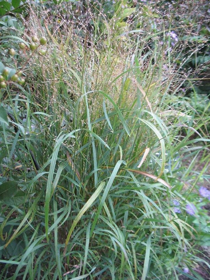 Tall green grass with feathery seed heads in a garden or wild patch