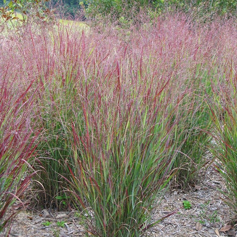 Pink-tipped ornamental grasses growing in a garden bed