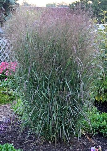 Tall ornamental grass with purple flower plumes in a garden bed