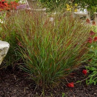 Tall ornamental grass with thin green and red stems in a garden bed.