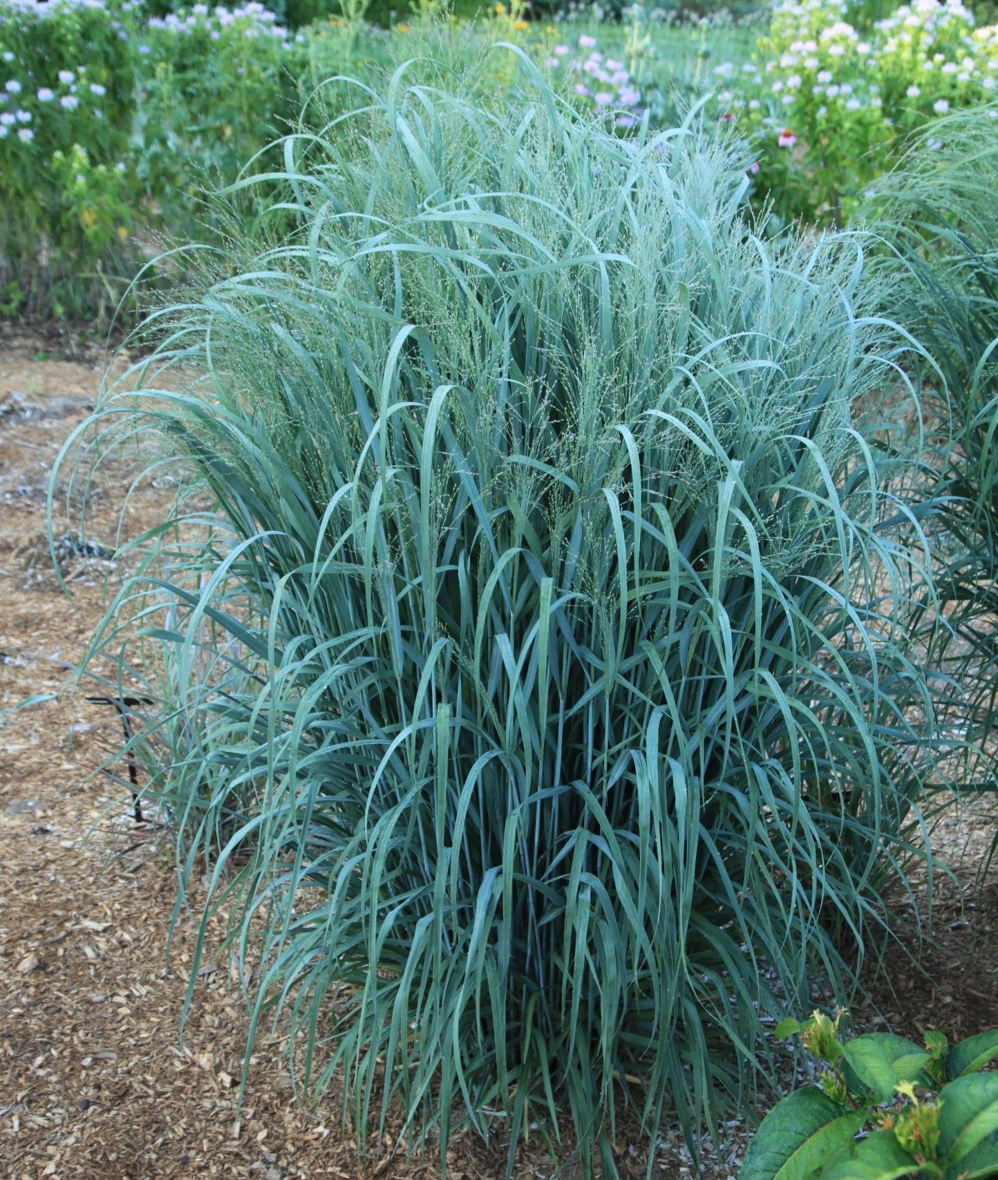 Blue-green ornamental grass growing in a garden bed with bare soil and flowers in the background