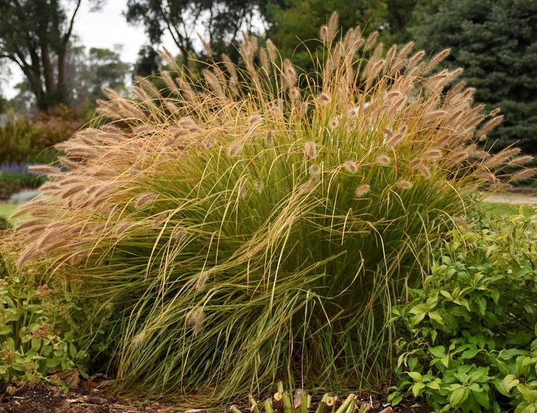 Ornamental grass with feathery tan plumes and green foliage in a garden bed