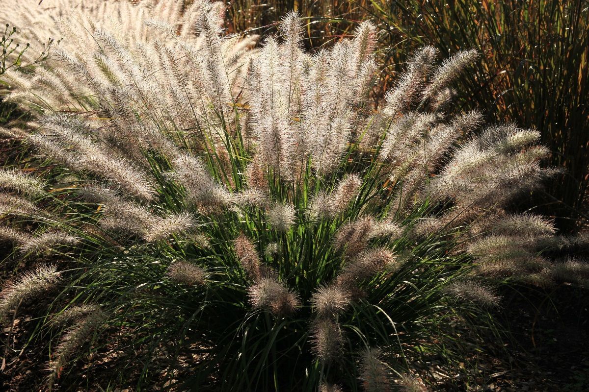 Feathery white fountain grass swaying in a garden bed, with green foliage below