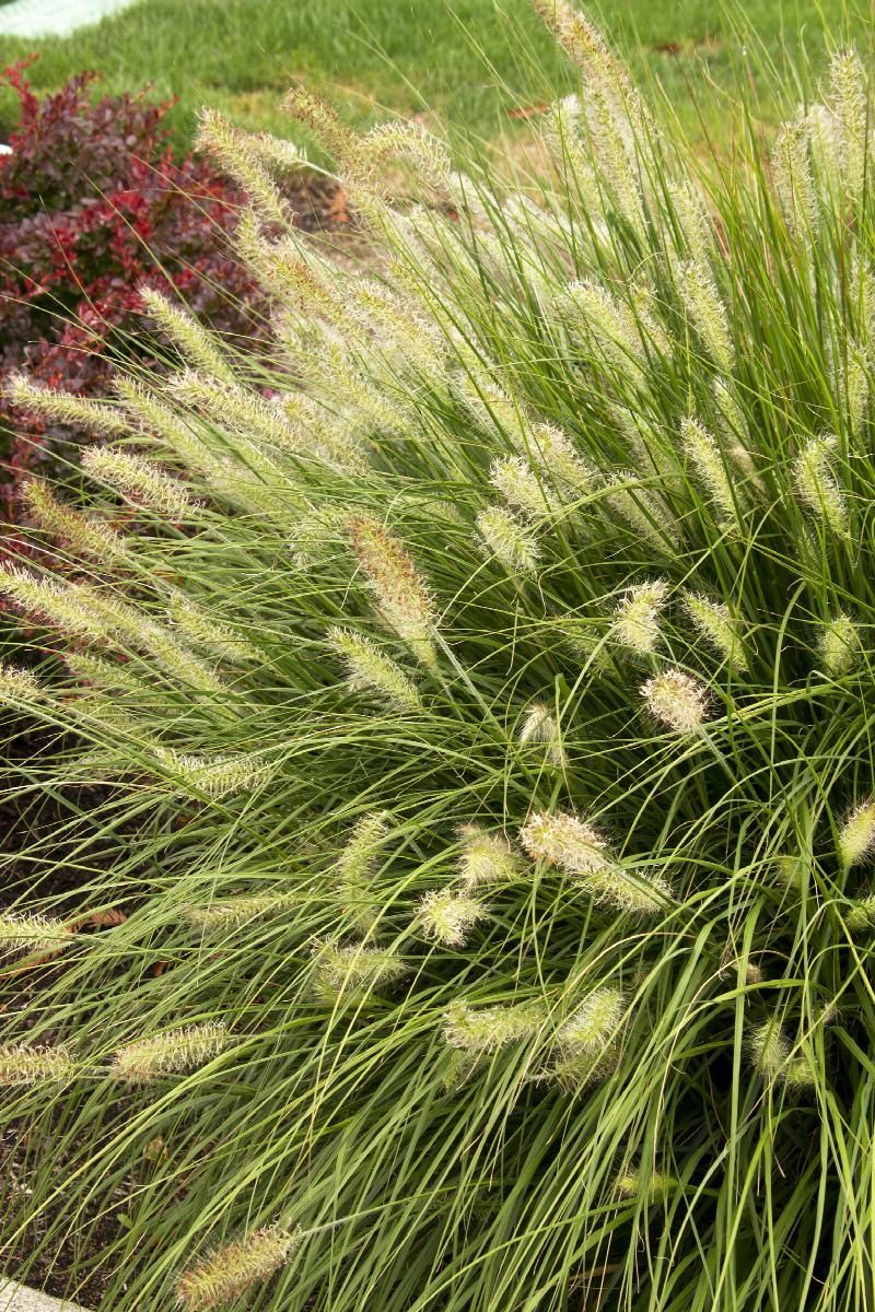 Close-up of ornamental grass with pale seed heads and green blades beside red flowers in a garden